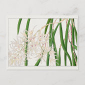 デンドロビウム・テレチフォリウムby谷上香南 ポストカード (正面)