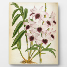 デンドロブリウムアインズワースローズムリンデニアオーキッド フォトプラーク