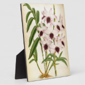 デンドロブリウムアインズワースローズムリンデニアオーキッド フォトプラーク (側面)