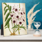 デンドロブリウムアインズワースローズムリンデニアオーキッド フォトプラーク (側面)