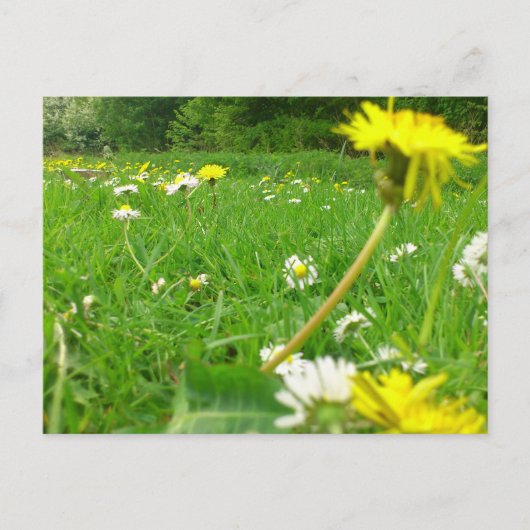 デンマークのフィールド ポストカード (正面)