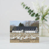 デンマークの美しい白鳥のポストカード! ポストカード (スタンド正面)