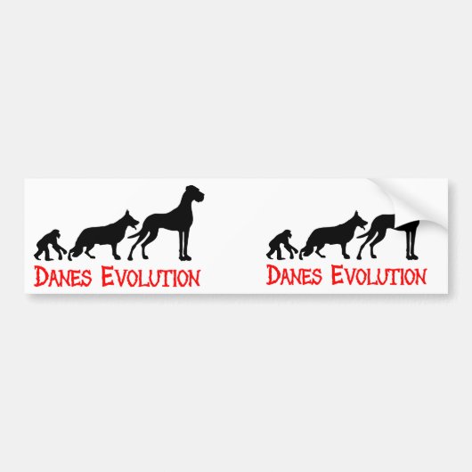 デンマーク犬の進化 バンパーステッカー (正面)