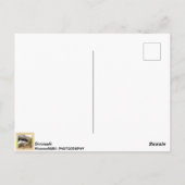 デンマーク、オスカー橋のはがき下に! ポストカード (裏面)