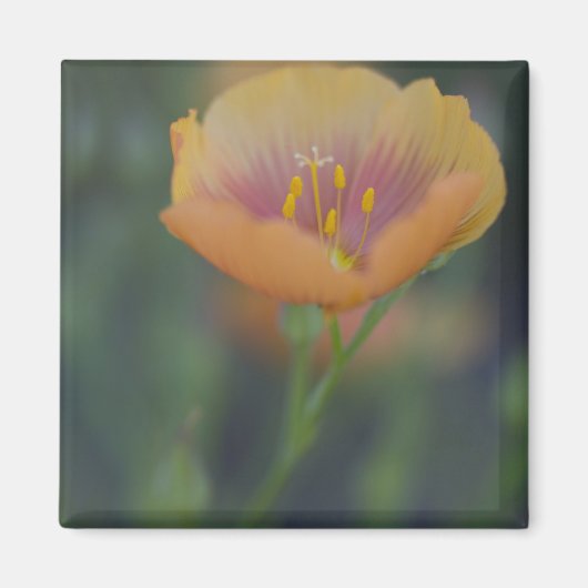 デヴィンテキサス州州南部35 マグネット (正面)