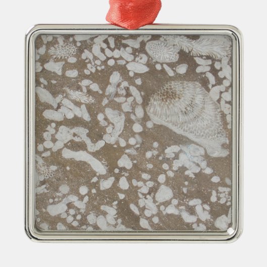 デヴォニアの化石の茶色と白のクリスマスの装飾 メタルオーナメント (正面)