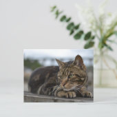 デヴォンで活躍を待つサバネコ ポストカード (スタンド正面)