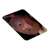 トアダフィッシュ マグネット (右側)