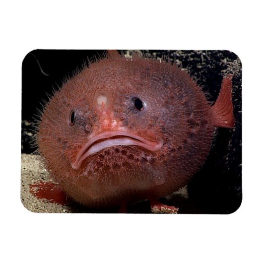 トアダフィッシュ マグネット (横)