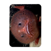 トアダフィッシュ マグネット (縦)