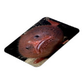 トアダフィッシュ マグネット (左側)