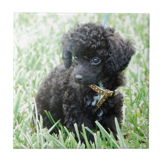 トイプードルの子犬 タイル (正面)