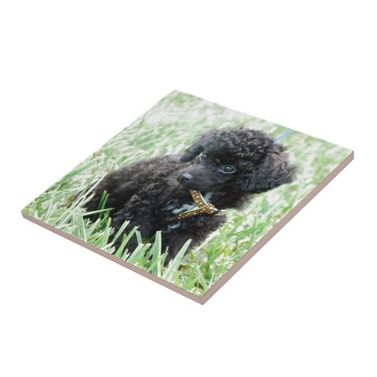 トイプードルの子犬 タイル (側面)