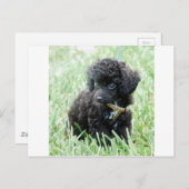 トイプードルパピー ポストカード (正面/裏面)