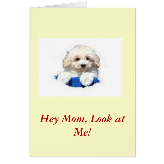 トイプードル (正面)