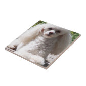 トイプードル タイル (側面)