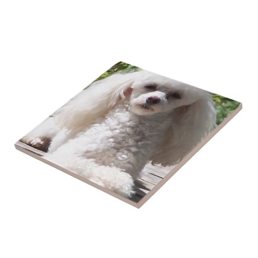 トイプードル タイル (側面)