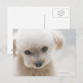 トイプードル ポストカード (正面/裏面)