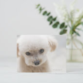 トイプードル ポストカード (スタンド正面)