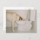 トイレで飲む犬 ポストカード (正面/裏面)