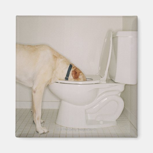 トイレで飲む犬 マグネット (正面)