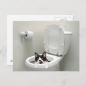 トイレに入った猫 ポストカード (正面/裏面)