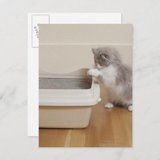 トイレを見ているペルシャ猫 ポストカード (正面/裏面)