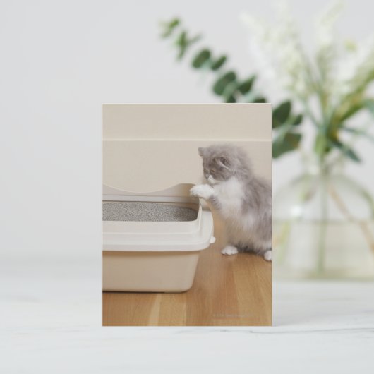 トイレを見ているペルシャ猫 ポストカード (スタンド正面)