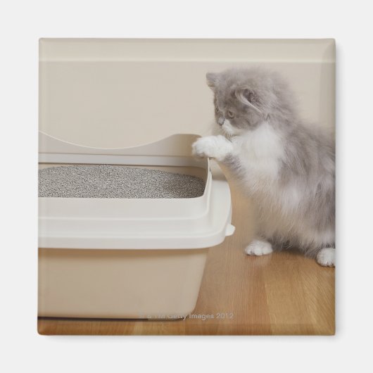 トイレを見ているペルシャ猫 マグネット (正面)