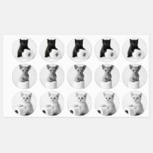 トイレペーパーを探索する不思議な猫たち