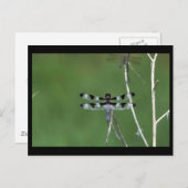 トゥエルブスポットスキマー ポストカード (正面/裏面)