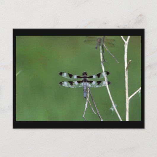 トゥエルブスポットスキマー ポストカード (正面)