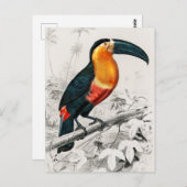 トゥカンラムファストスイラストレーションヴィンテージアートプリント ポストカード (正面/裏面)