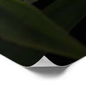 トゥニア・マーシャリアナ ポスター (角)