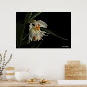 トゥニア・マーシャリアナ ポスター (キッチン)