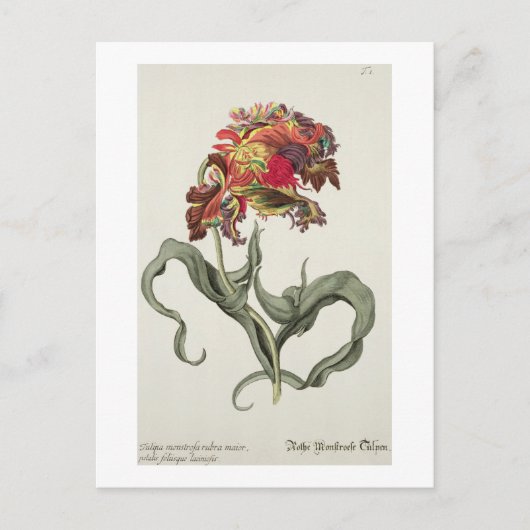 トゥリパMonstrosa Rubra Maiorから'フィタントサIc ポストカード (正面)