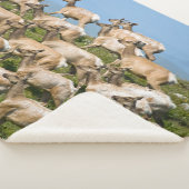 トゥルエルク| Point Reyes National Seashaward, CA シェルパブランケット (3/4)