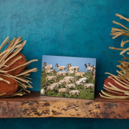 トゥルエルク| Point Reyes National Seashaward, CA フォトプラーク (側面)