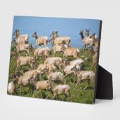 トゥルエルク| Point Reyes National Seashaward, CA フォトプラーク (側面)