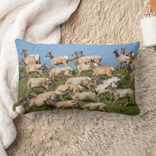 トゥルエルク| Point Reyes National Seashaward, CA ランバークッション (ブランケット)