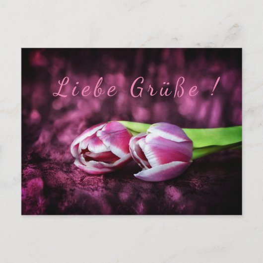 トゥルペン粥 ポストカード (正面)