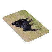 トゥンジに突き出たブラックパグ マグネット (右側)