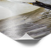 トゥンドラ(TNDRA)白鳥スイミングクローズアップ フォトプリント            (角)