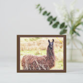 トゥーイ・ラマ・ポストカード ポストカード (スタンド正面)