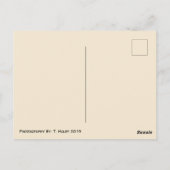 トゥーイ・ラマ・ポストカード ポストカード (裏面)