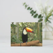 トゥーカンの木の枝 ポストカード (スタンド正面)