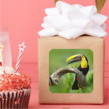 トゥーカンは森の枝に座っている