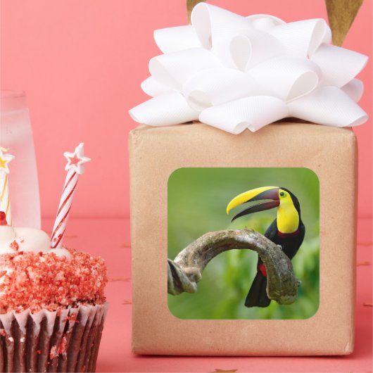 トゥーカンは森の枝に座っている スクエアシール (パーティー)