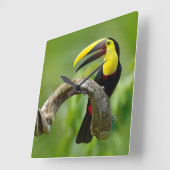 トゥーカンは森の枝に座っている スクエア壁時計 (傾斜)