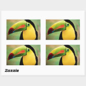 トゥーカンバードワイルド自然カラフル撮影 長方形シール (シート)